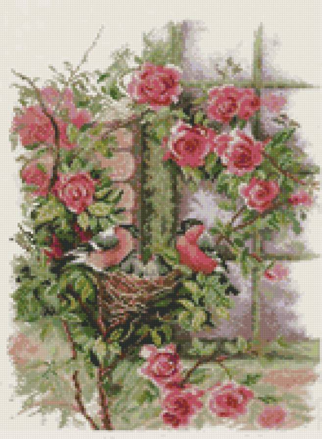 Гнездо в розах у окна - розы, птицы, гнездо, цветы - предпросмотр