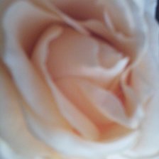 Оригинал схемы вышивки «роза» (№41292)
