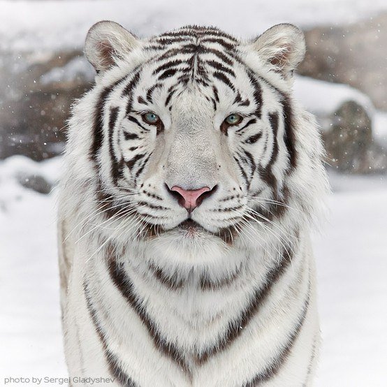 белый тигр - тигр, животные, хищники - оригинал