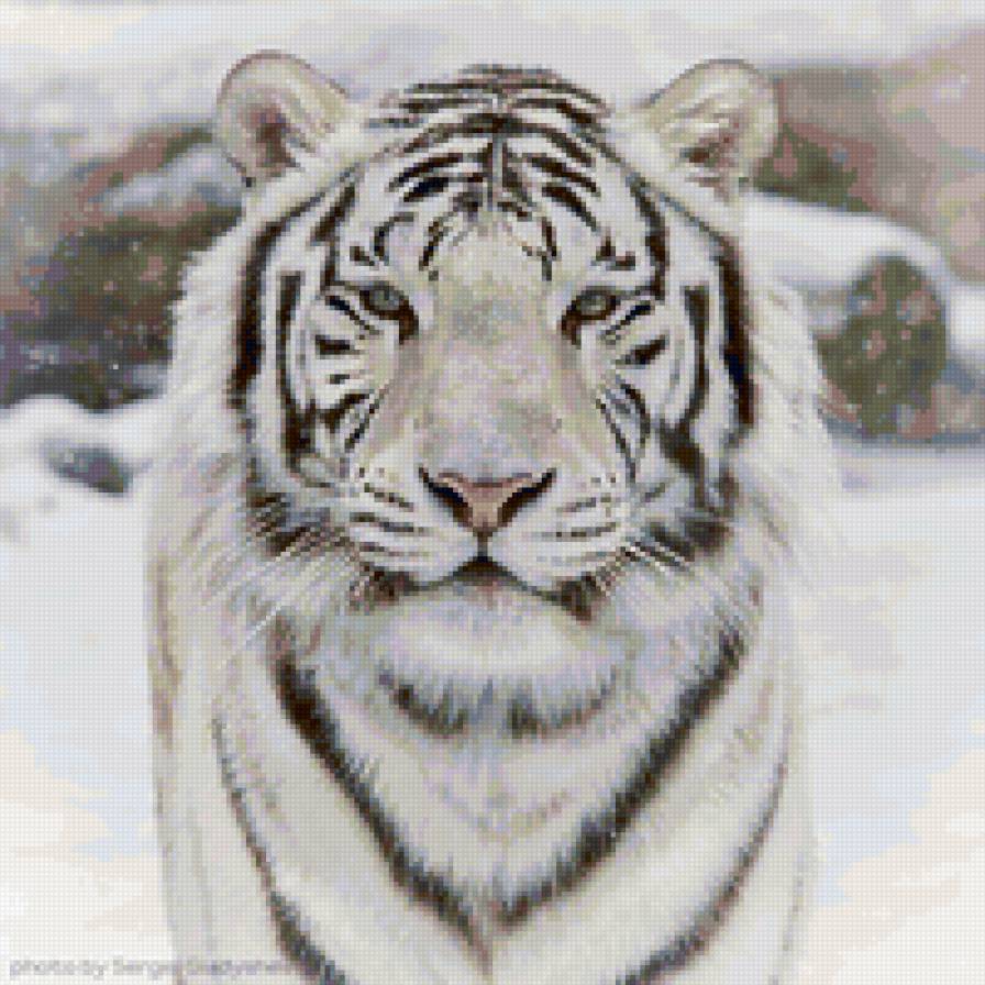 белый тигр - животные, тигр, хищники - предпросмотр