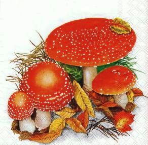 Грибы - травка, грибы, грибочки, гриб, грибок, природа, мухоморы - оригинал