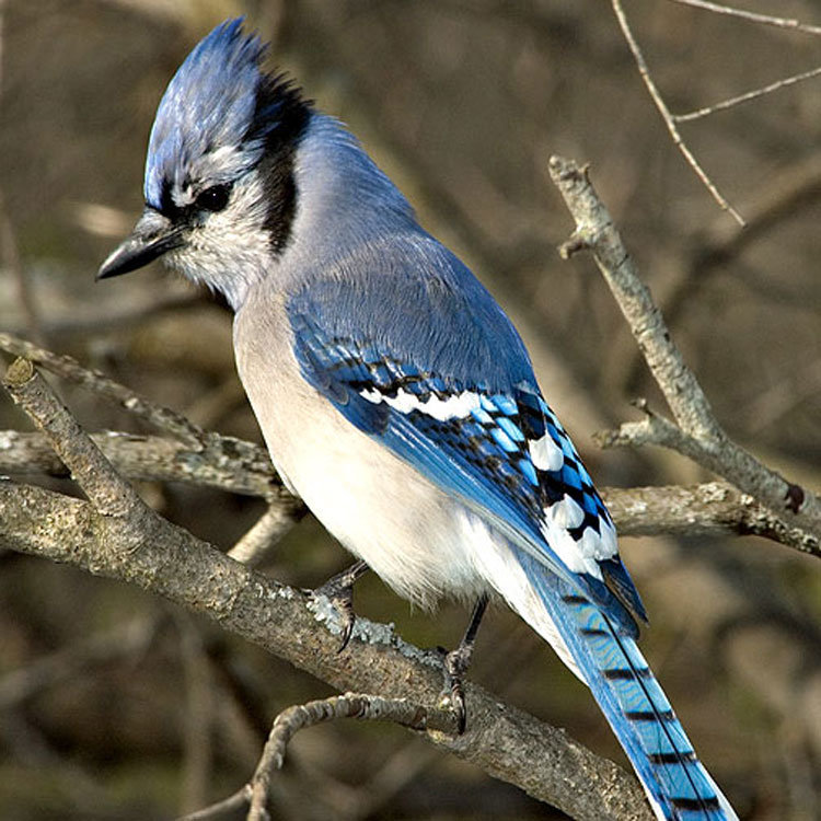 голубая сойка - сойка, птицы, птица, природа - оригинал