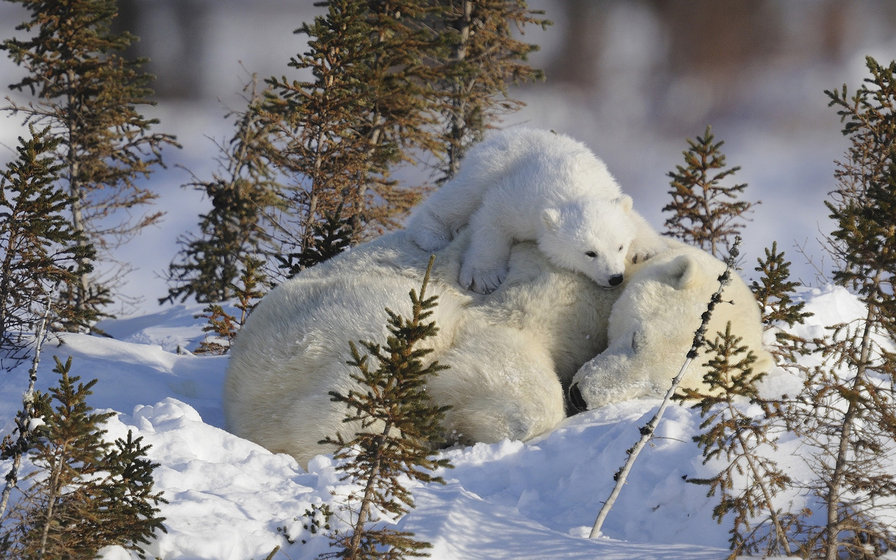 Мама спит, она устала - мишка, медведь, зима - оригинал