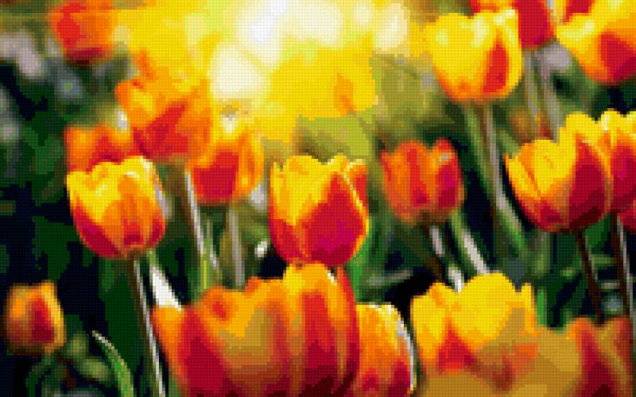 Солнечные тюльпаны - тюльпаны, солнце, цветы - предпросмотр