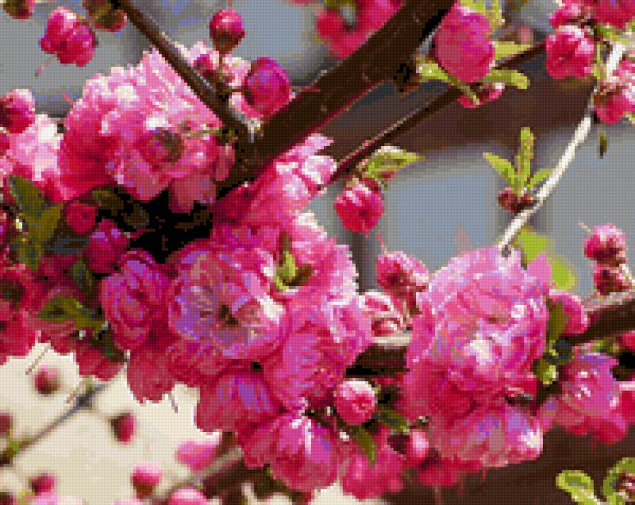 сакура в цвету - сакура, япония - предпросмотр