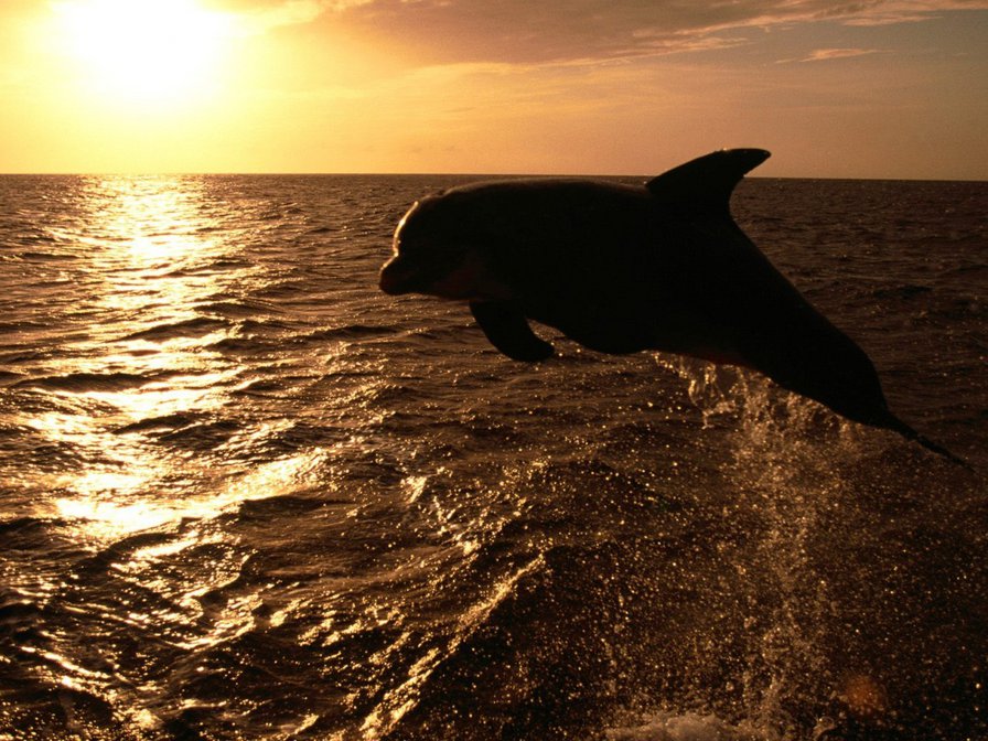 дельфин4 - природа, дельфин, животные - оригинал