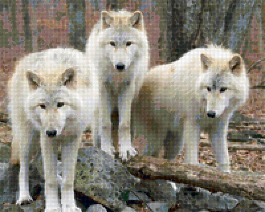белые волки - волки, животные, природа - предпросмотр