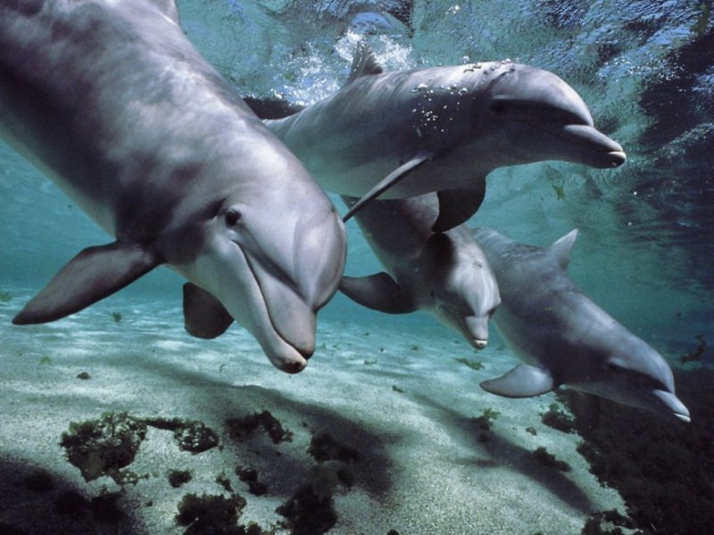 дельфины - дельфины - оригинал