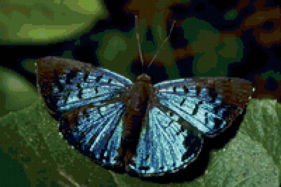 №43404 - бабочки - предпросмотр
