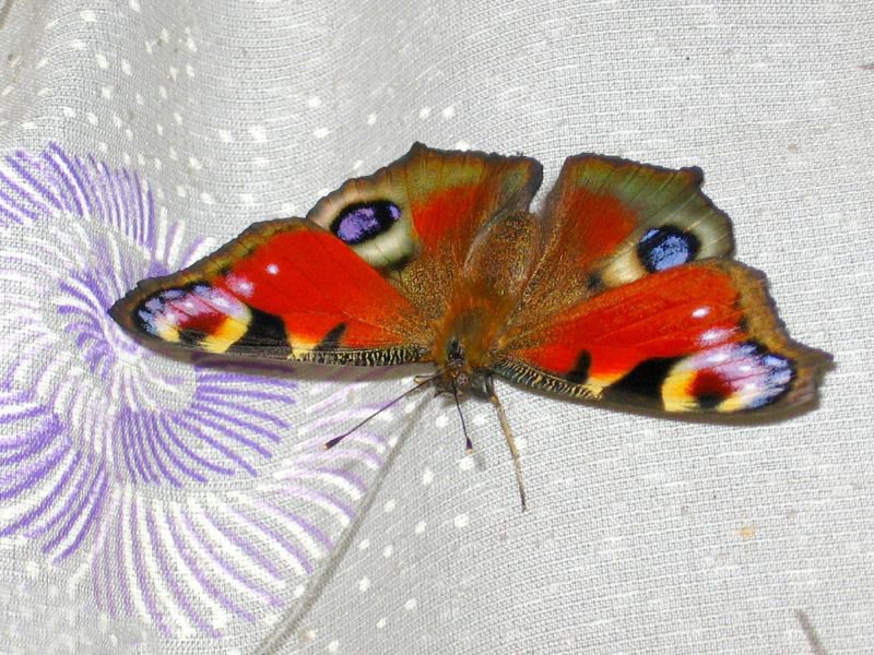 №43417 - бабочки - оригинал
