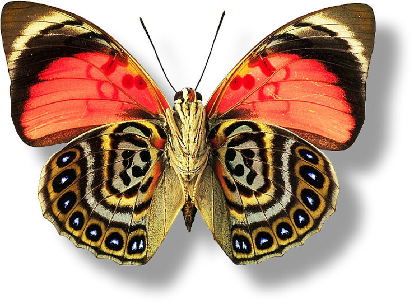 №43419 - бабочки - оригинал