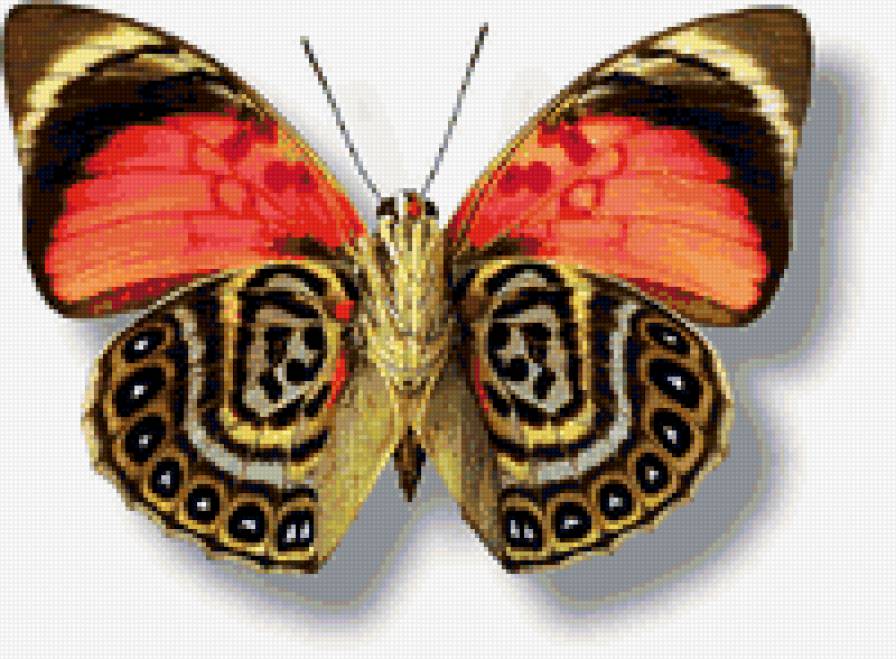 №43419 - бабочки - предпросмотр