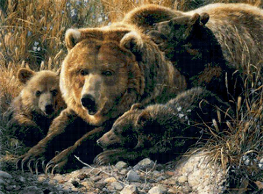 Медвежья семья - медведи, животные - предпросмотр