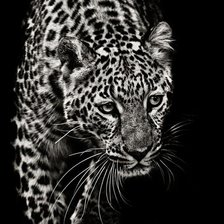 Оригинал схемы вышивки «леопард» (№43699)