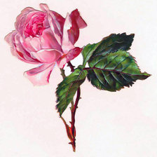 Оригинал схемы вышивки «Роза» (№44003)