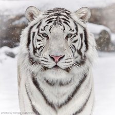 Оригинал схемы вышивки «белый тигр» (№44058)