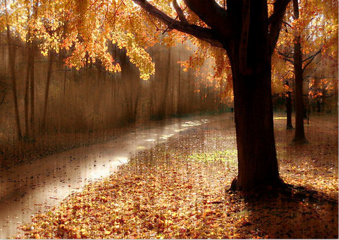 осень - осень, лес, дождь - оригинал