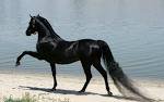 54632 - лошади, красота, природа, животные - оригинал