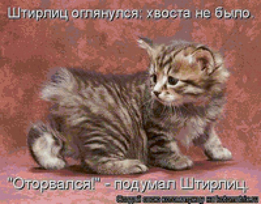 5467 - котята, кошки, животные, природа - предпросмотр