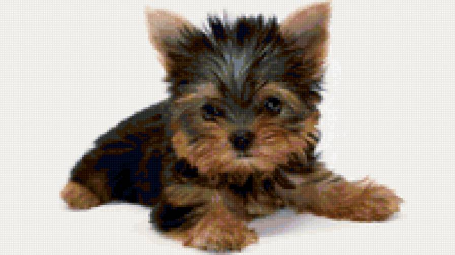 йокширский терьер мини - собаки, животные, природа, щенки - предпросмотр
