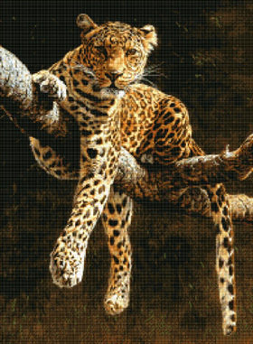 Леопард на отдыхе - ветка, леопард, животные - оригинал