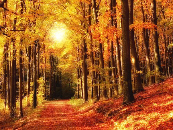 осень золотая - природа, осень, пейзаж - оригинал
