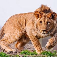 Схема вышивки «пятнистый лев»