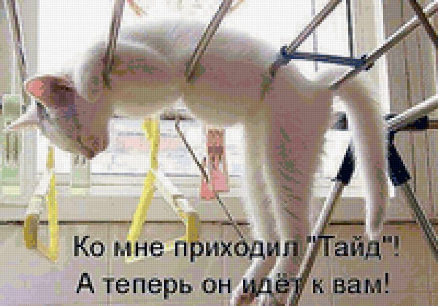 78787 - природа, кошки, котята, животные - предпросмотр