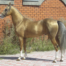 Оригинал схемы вышивки «Золотая лошадь» (№46181)