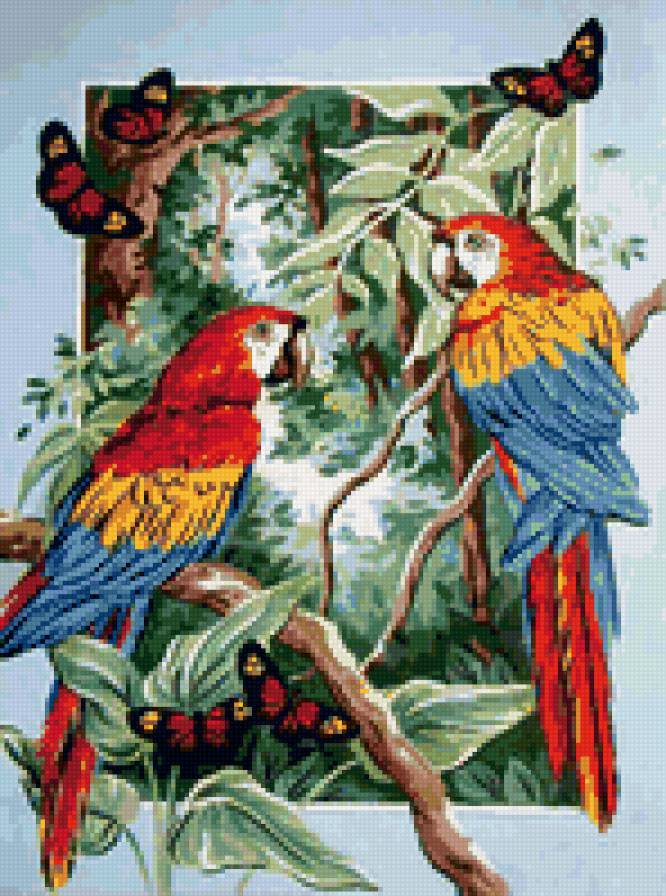 Красивые попугаи - птицы, природа, попугаи - предпросмотр