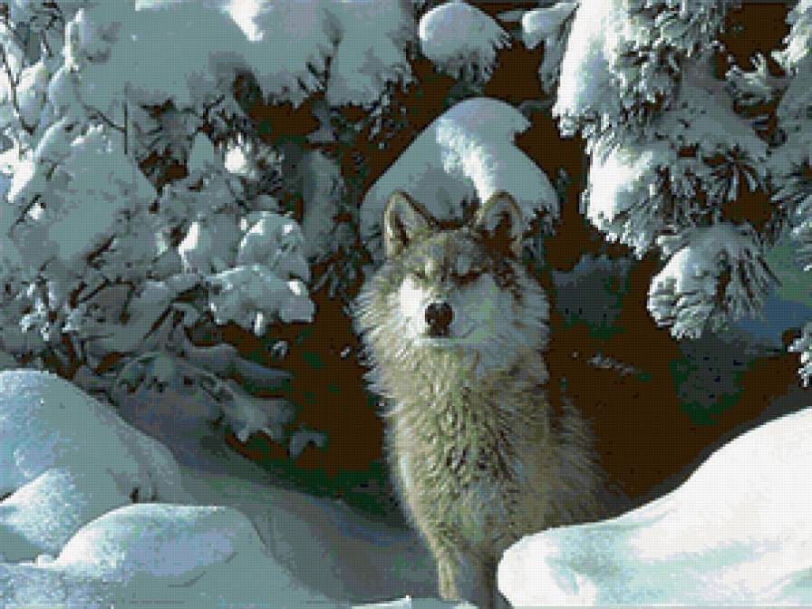Волк - волк, снег, животные - предпросмотр