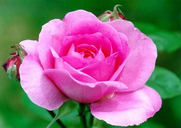 Роозочка - розы, цветы - оригинал