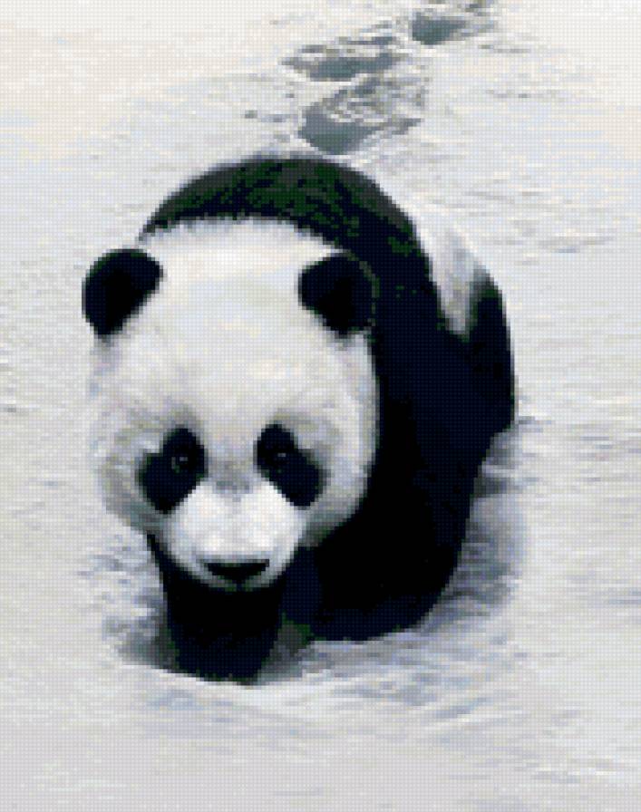 Панда на снегу - медведи, животные - предпросмотр