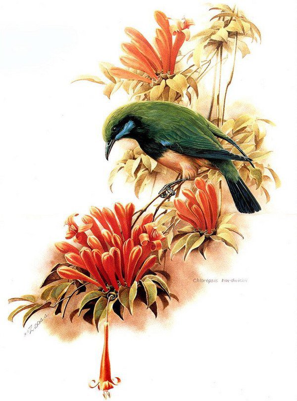 Птица - птица, цветы, красные цветы, колибри, ветка - оригинал