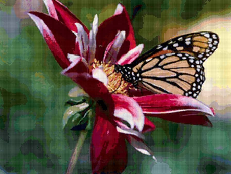 бабочка - цветок, бабочка, лето - предпросмотр