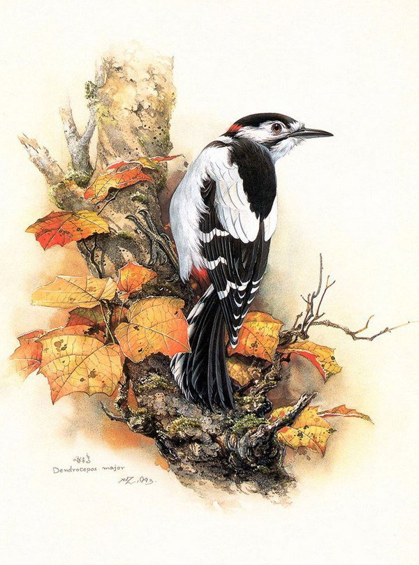 Птица - осень, листья, птица, ветка - оригинал