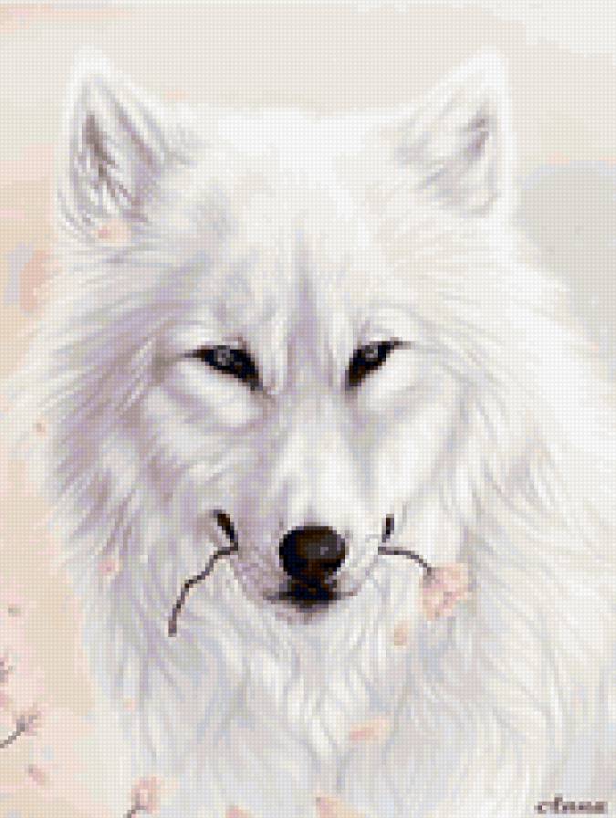 белый волк - животные, волки, нежность - предпросмотр