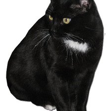 Оригинал схемы вышивки «Черный кот» (№50309)