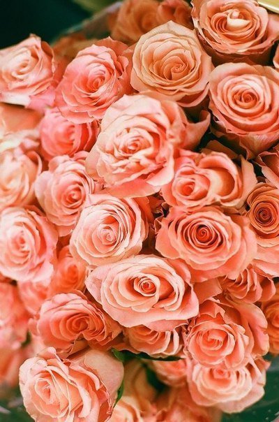 Серия "Розы" - розы, букет, цветы - оригинал