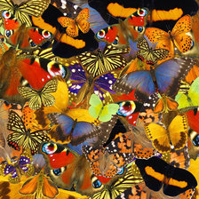 Оригинал схемы вышивки «Бабочки.Танец жизни» (№50796)