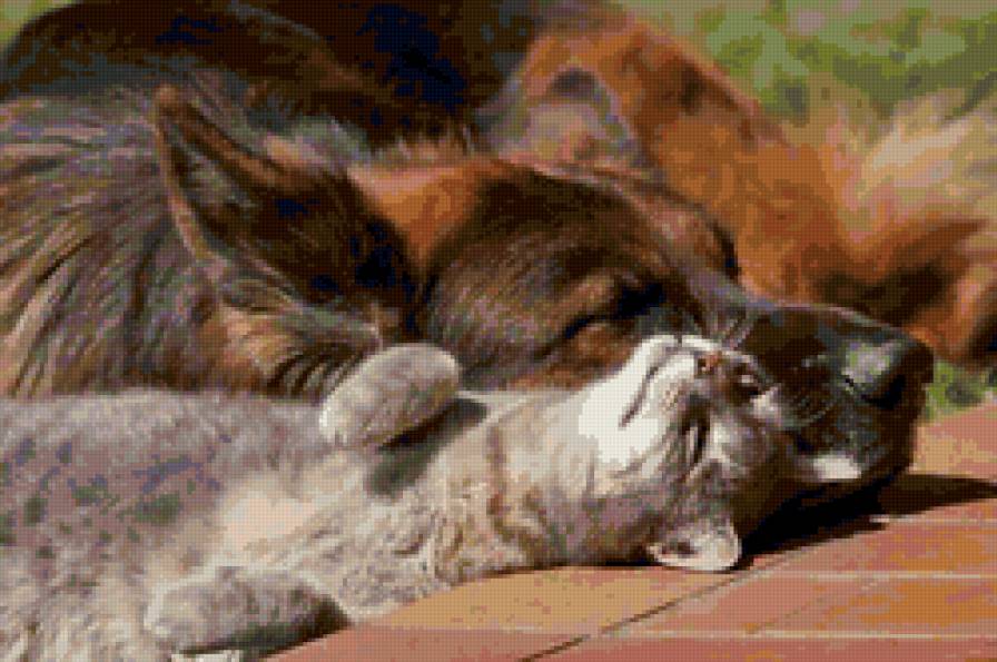 сладкий сон - собака, животные, кот, сон - предпросмотр