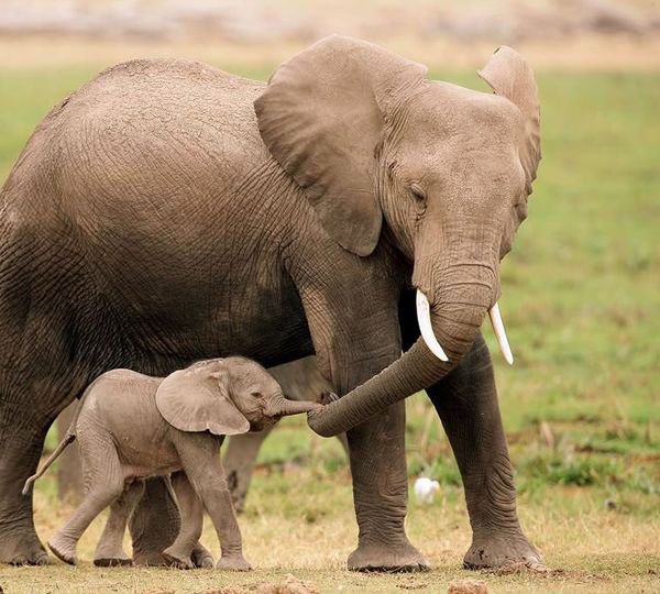 рядом с мамой - слоны, животные - оригинал