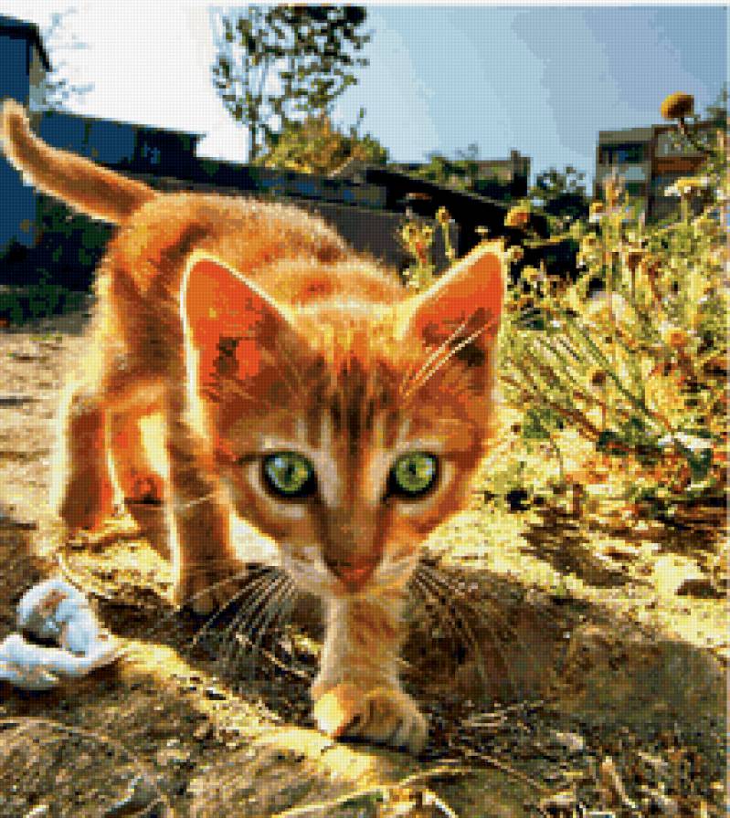 рыжий охотник - котенок - предпросмотр