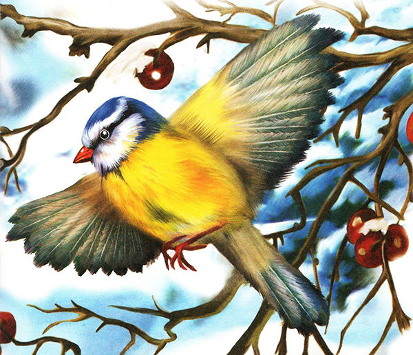 синичка - природа, птичка, ягодки, синичка, птицы, синички - оригинал