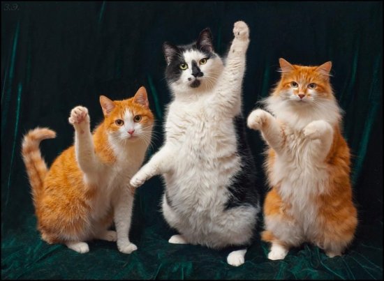 Танцующие котики - животные, кошки - оригинал