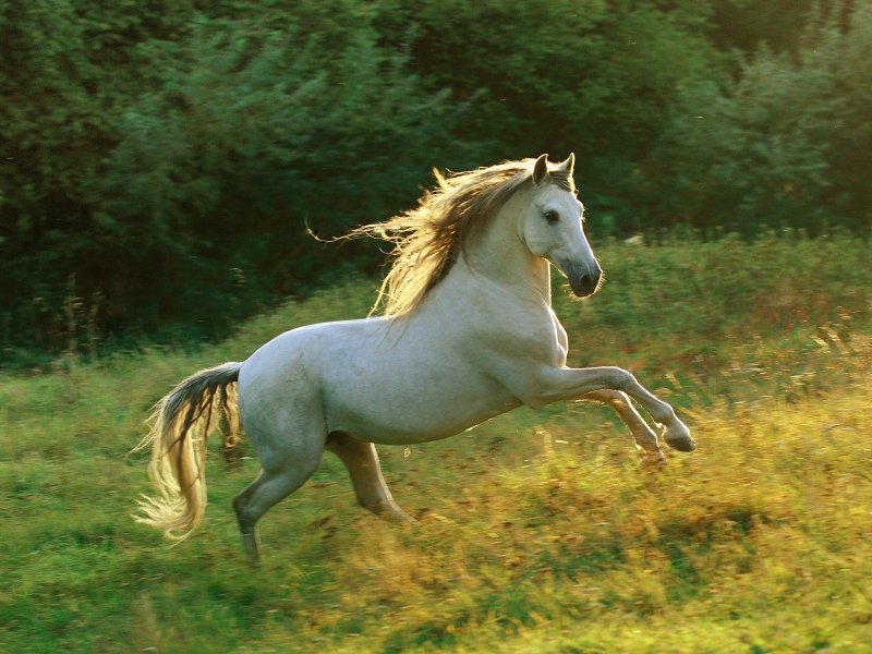 Бегущая лошадь - животные, лошадь - оригинал