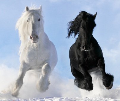 Лошади - животные, лошади, природа - оригинал