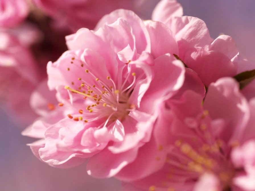 сакура - цветы, дерево, ветка, сакура - оригинал
