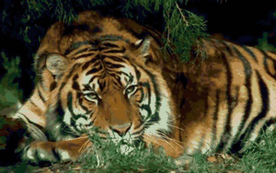 амурский тигр - предпросмотр