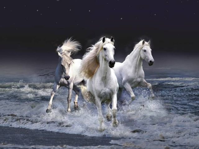 кони моря - лошади - оригинал